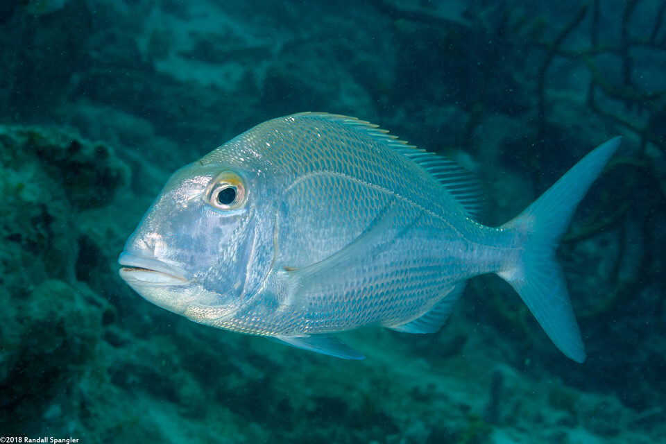 Calamus bajonado (Jolthead Porgy)