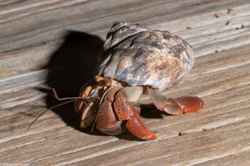Coenobita clypeatus (Caribbean Hermit Crab)