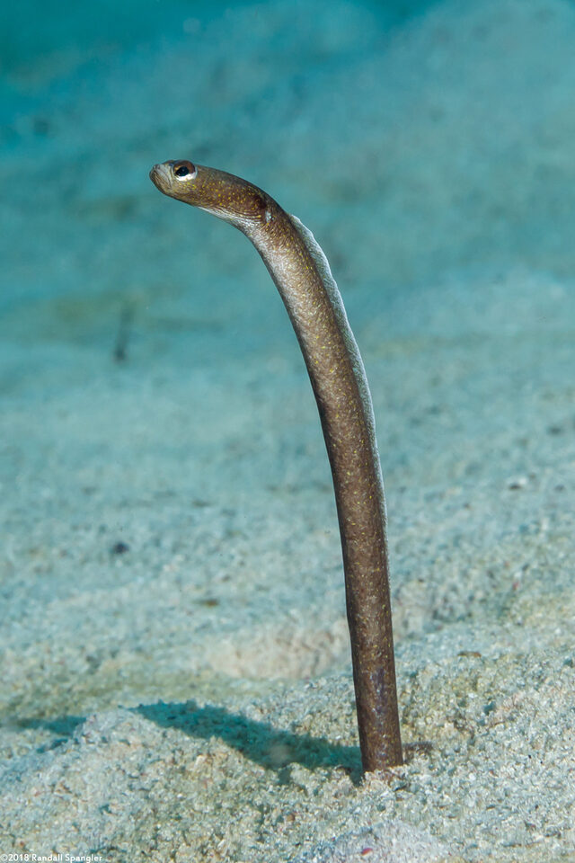 Heteroconger longissimus (Brown Garden Eel)