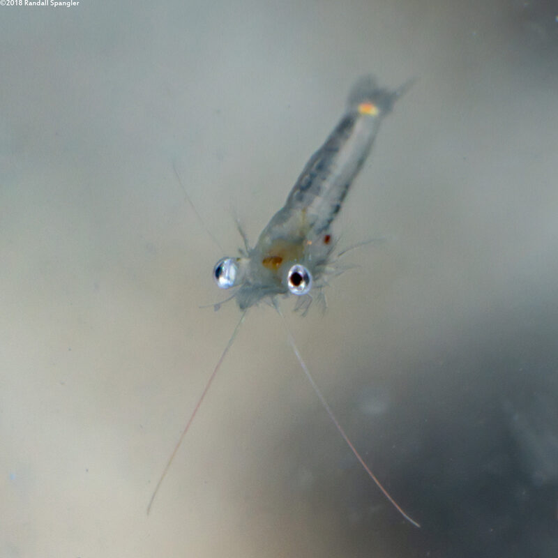 Order Mysida (Mysids)