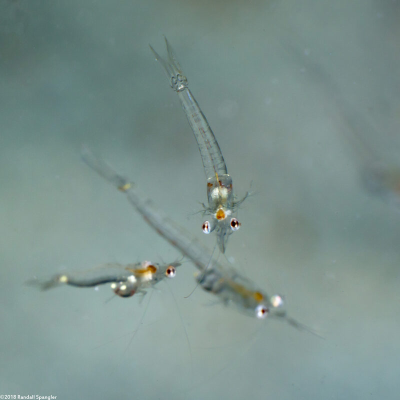 Order Mysida (Mysids)