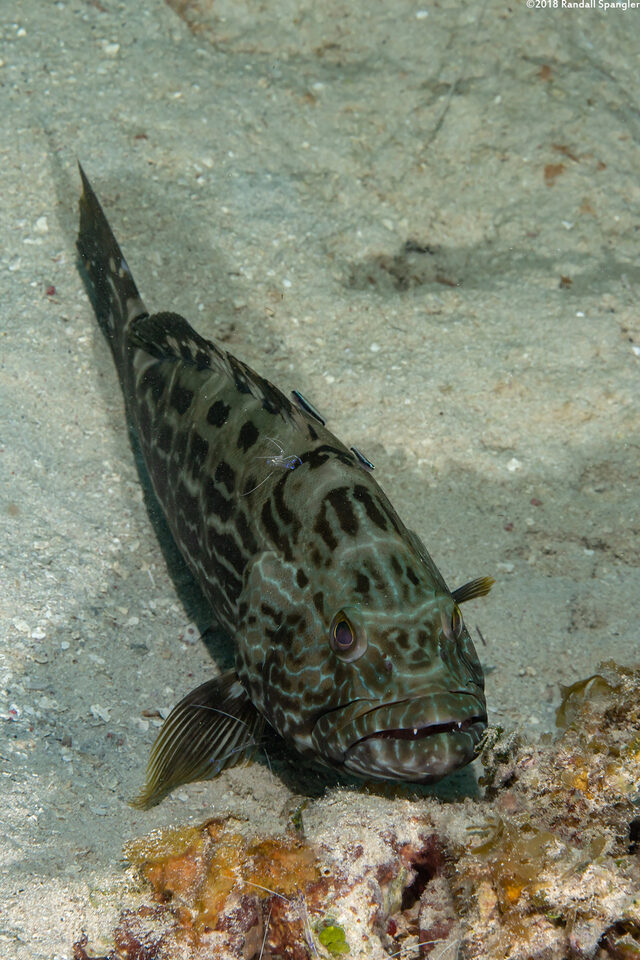 Mycteroperca bonaci (Black Grouper)