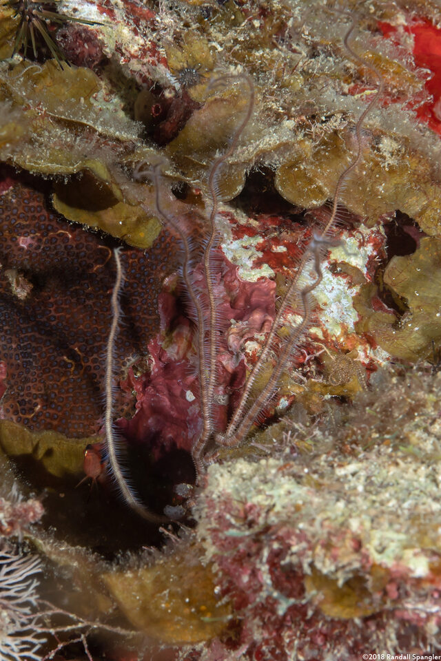 Ophiopsila riisei (Crevice Brittle Star)
