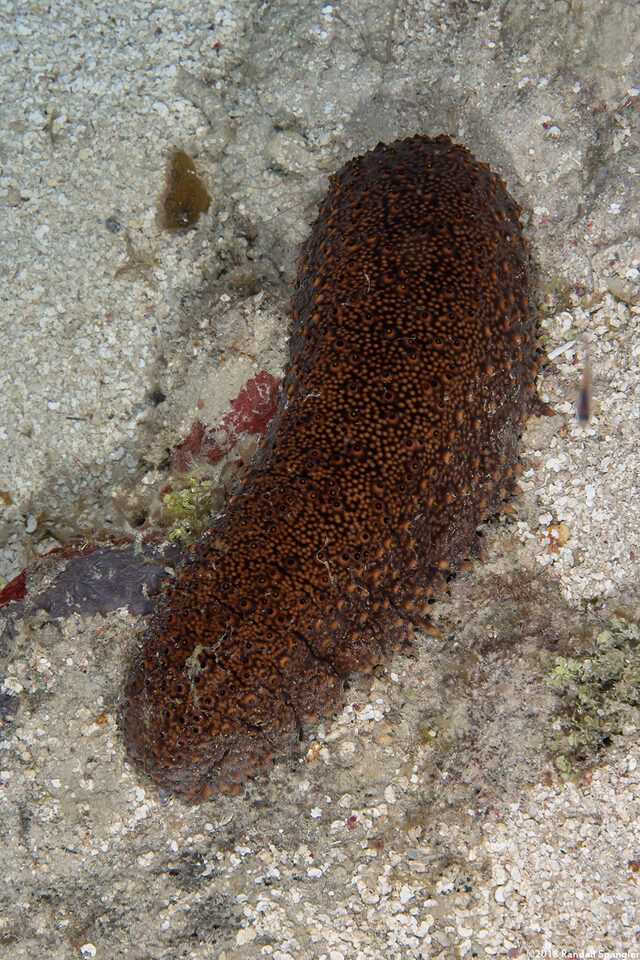 Isostichopus badionotus (Three Rowed Sea Cucumber)