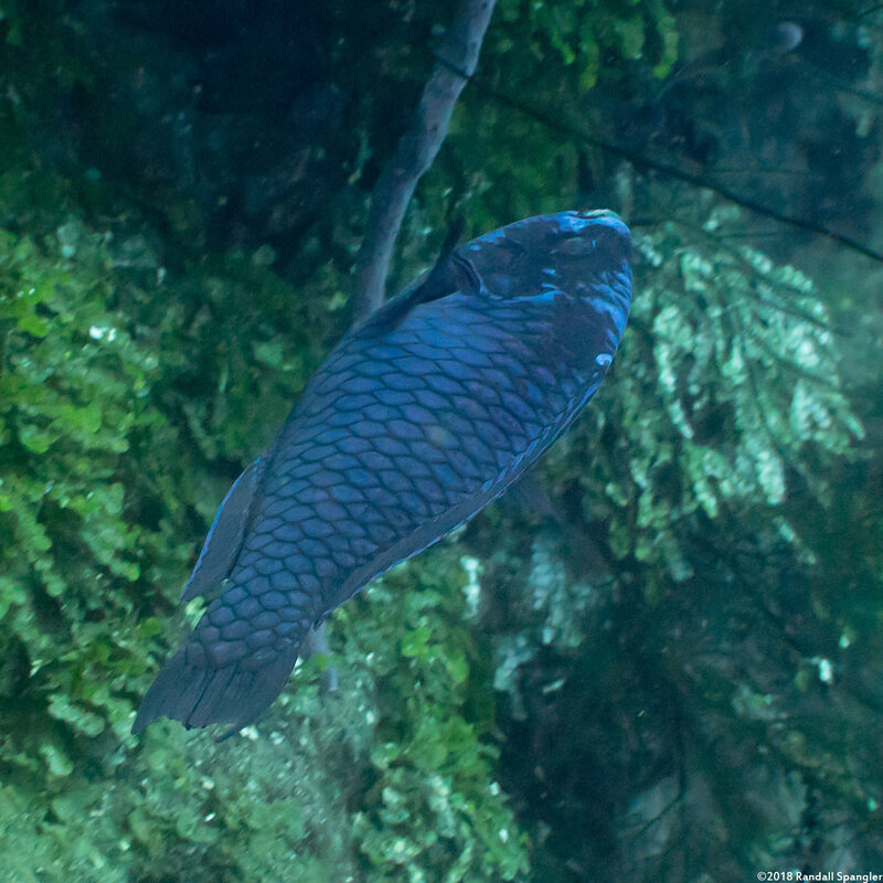 Scarus coelestinus (Midnight Parrotfish)