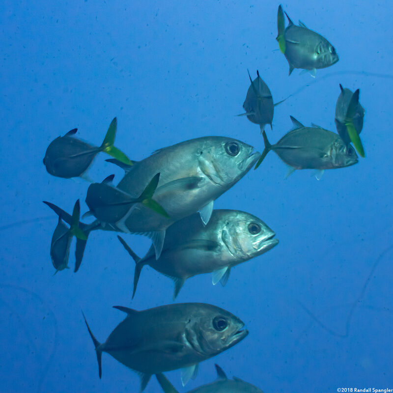 Caranx latus (Horse-Eye Jack)