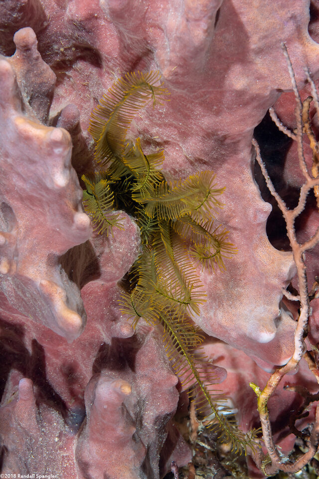 Davidaster rubiginosus (Golden Crinoid)