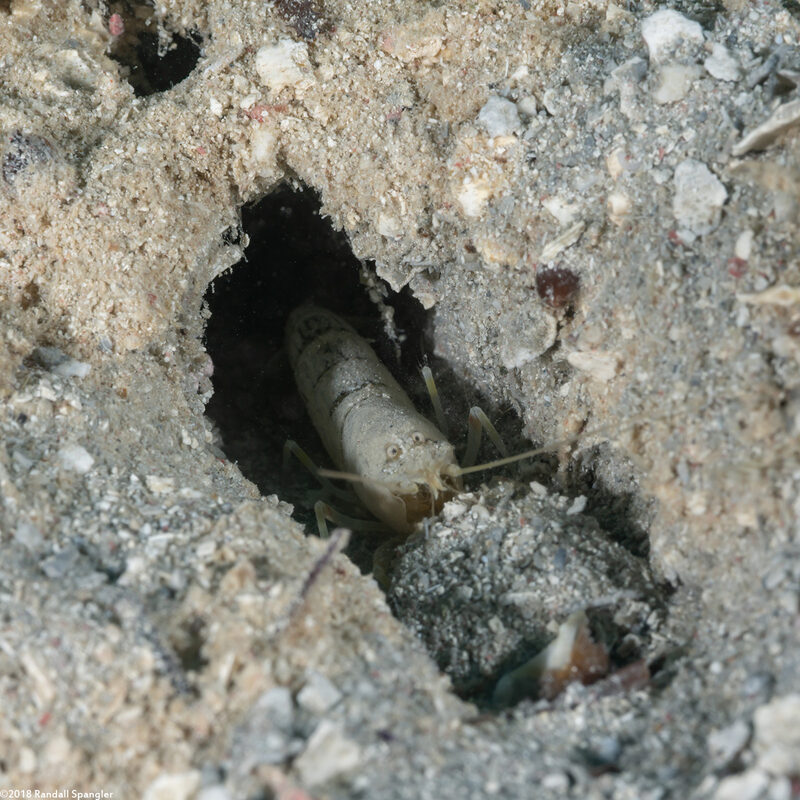 Alpheus cf. floridanus (Sand Snapping Shrimp); Pushing sand out of its burrow