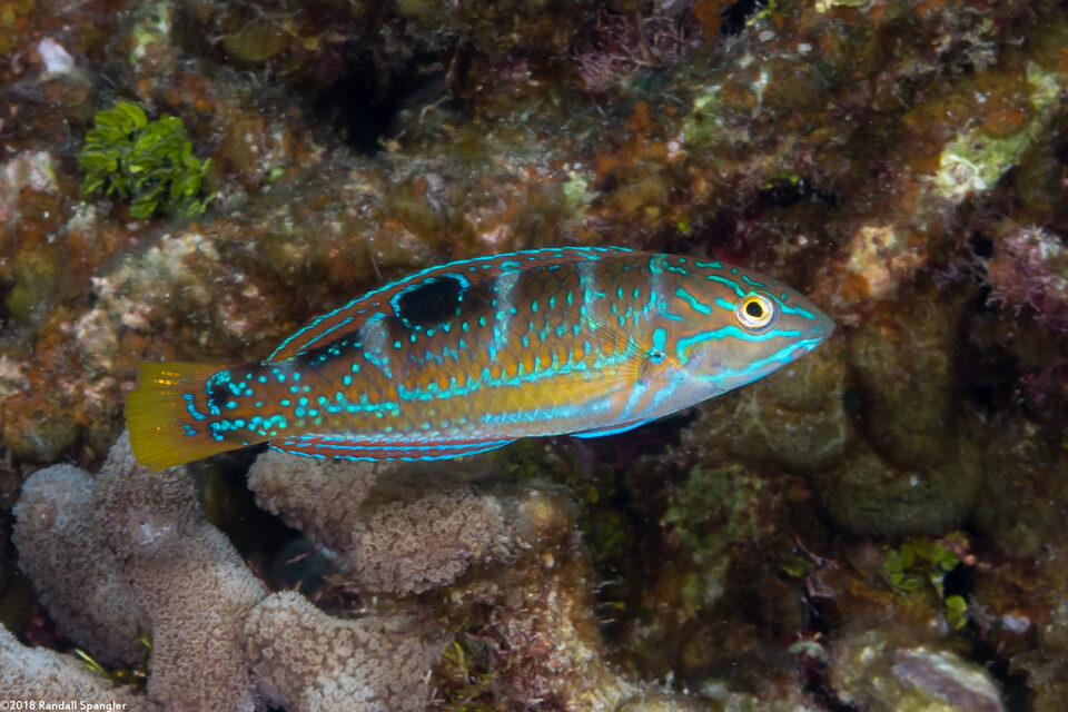 Halichoeres radiatus (Puddingwife)