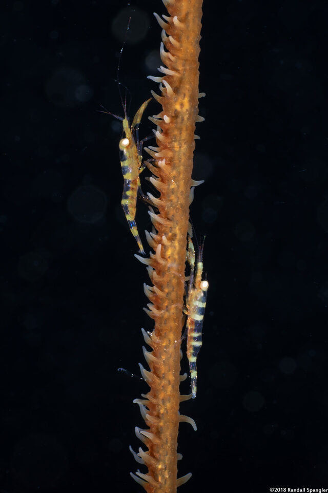 Pseudopontonides principis (Wire Coral Shrimp)