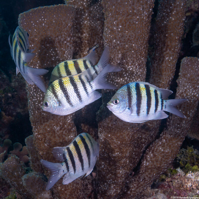 Abudefduf saxatilis (Sergeant Major)