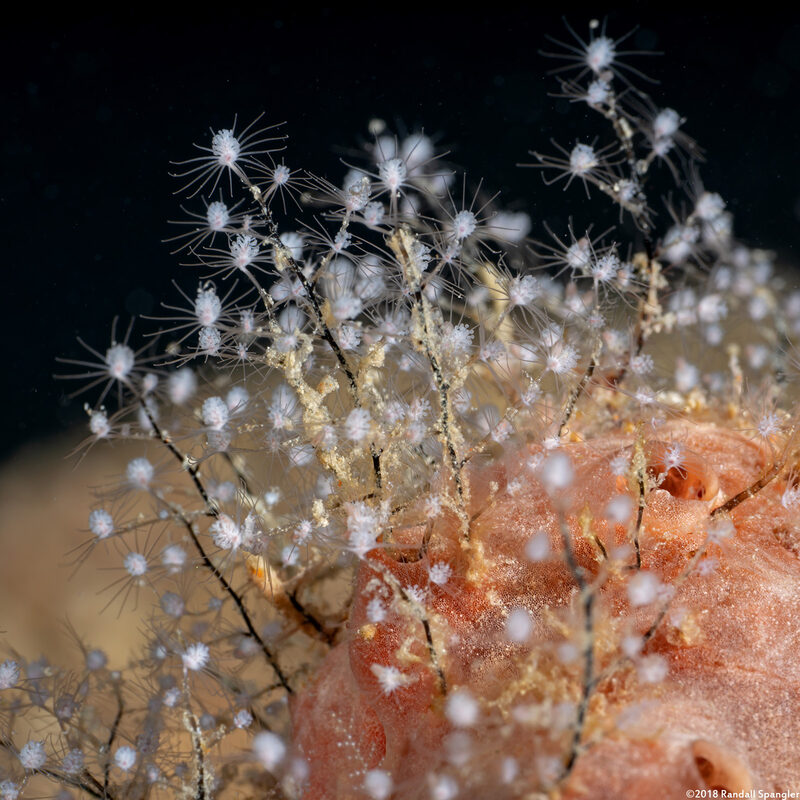Pennaria disticha (Christmas Tree Hydroid)