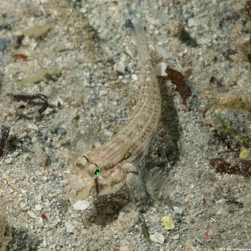Gnatholepis thompsoni (Goldspot Goby)