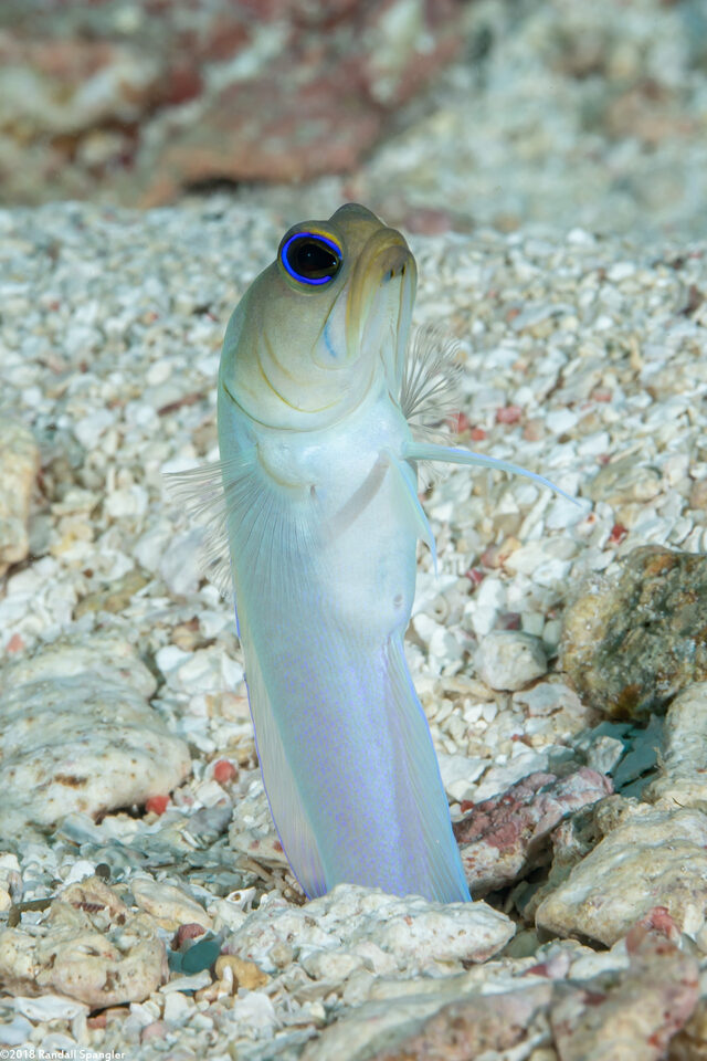 Opistognathus aurifrons (Yellowhead Jawfish)
