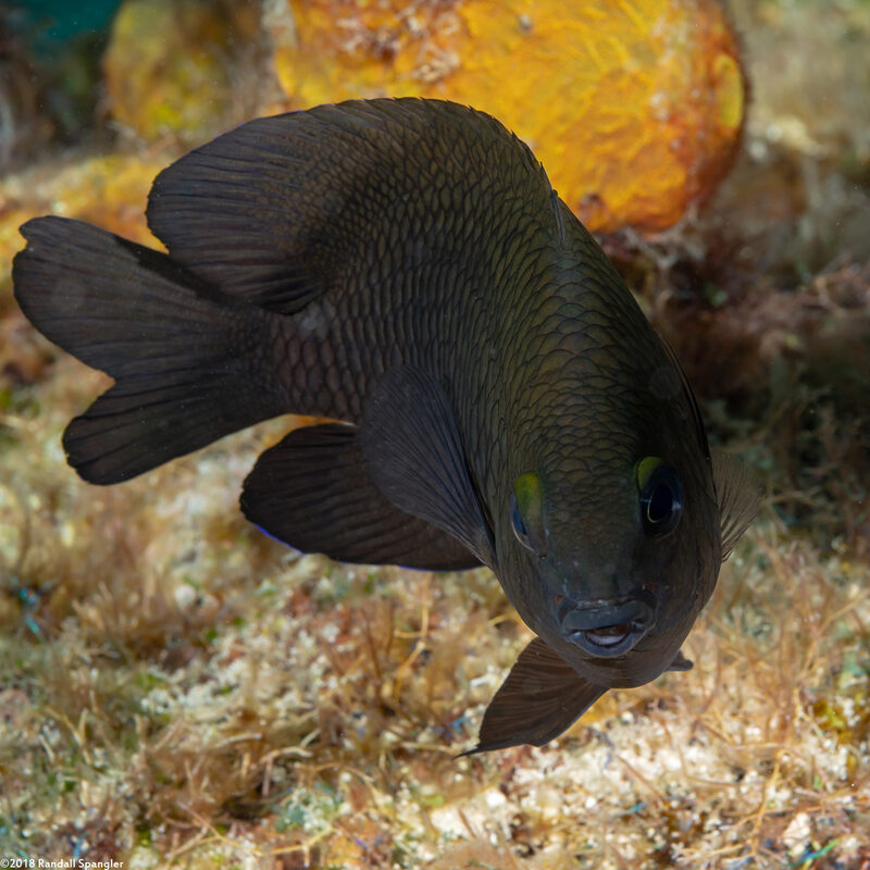 Stegastes diencaeus (Longfin Damselfish)