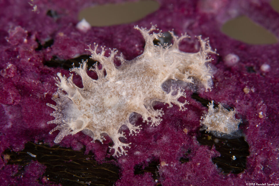 Tritoniopsis frydis (Tufted Tritoniopsis)