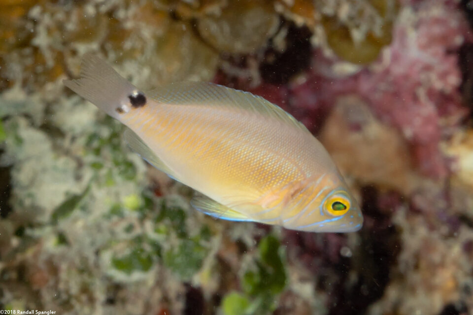 Hypoplectrus sp.1 (Juvenile Hamlets)
