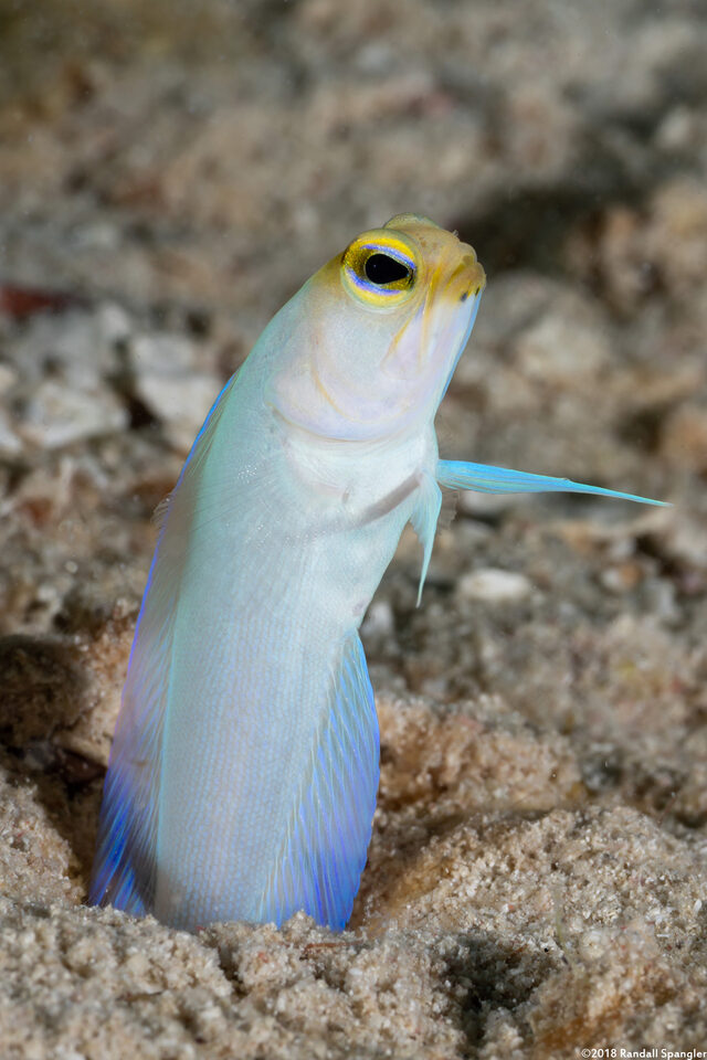 Opistognathus aurifrons (Yellowhead Jawfish)