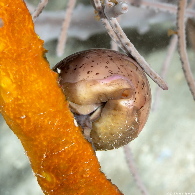 Luria cinerea (Atlantic Gray Cowry)