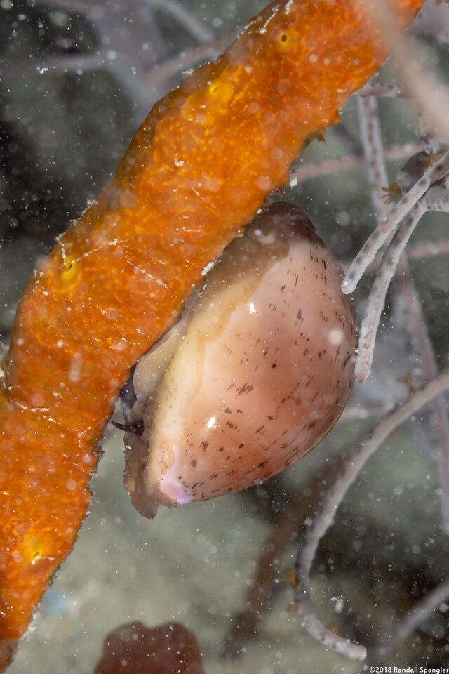 Luria cinerea (Atlantic Gray Cowry)