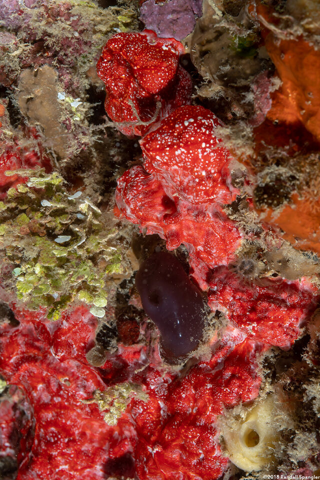 Spirastrella coccinea (Pink and Red Encrusting Sponge)