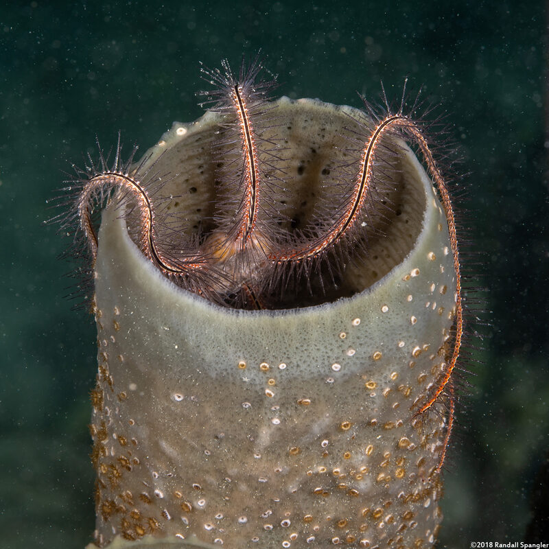 Callyspongia aculeata (Branching Vase Sponge)