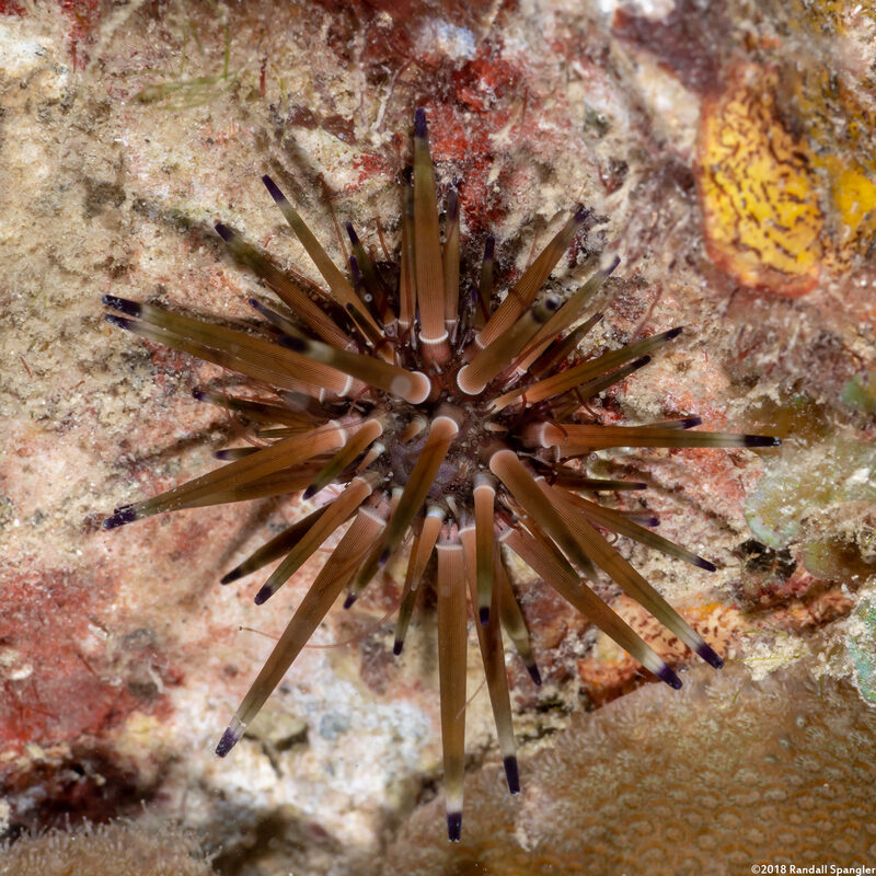 Echinometra viridis (Reef Urchin)