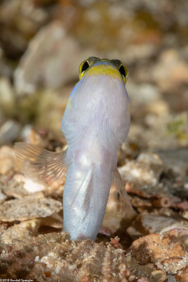 Opistognathus aurifrons (Yellowhead Jawfish)
