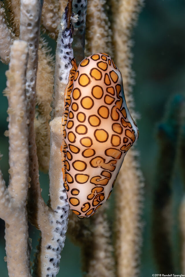 Cyphoma gibbosum (Flamingo Tongue)