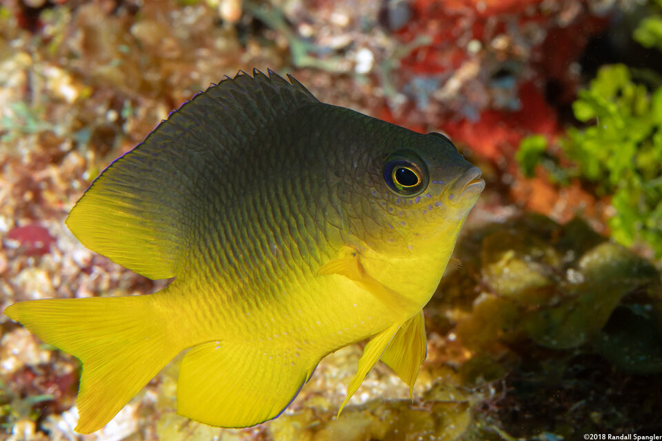 Stegastes variabilis (Cocoa Damselfish)