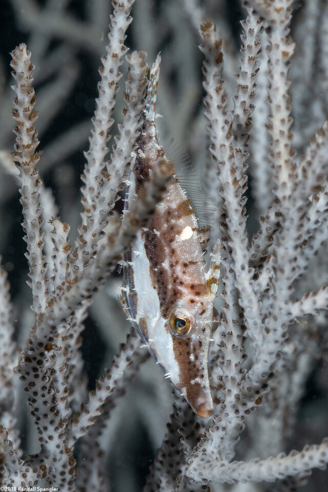 Monacanthus tuckeri (Slender Filefish)