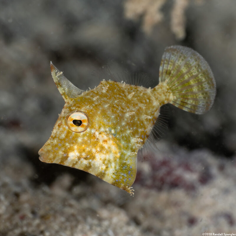 Monacanthus ciliatus (Fringed Filefish)