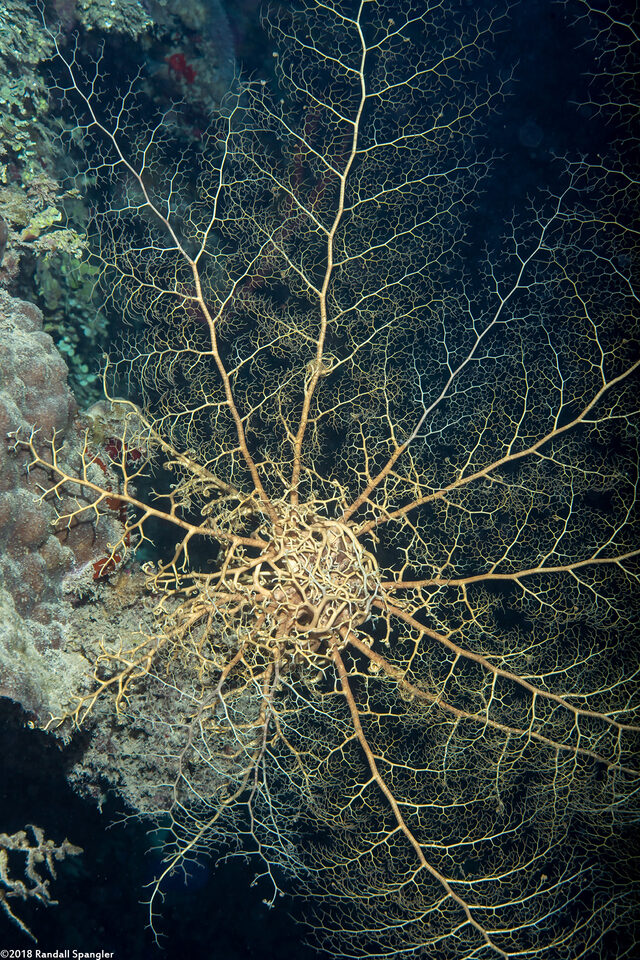 Astrophyton muricatum (Giant Basket Star)
