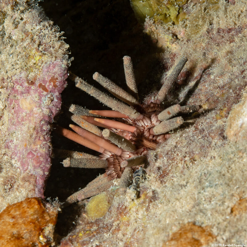 Eucidaris tribuloides (Slatepencil Urchin)