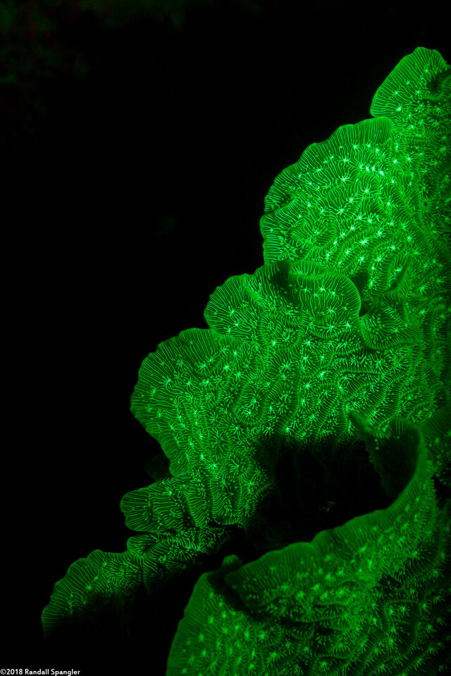 Agaricia agaricites (Lettuce Coral)