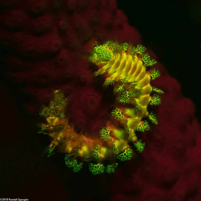 Hermodice carunculata (Bearded Fireworm)