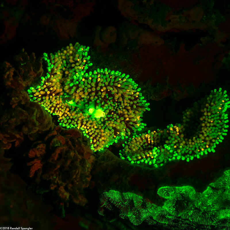 Ricordea florida (Florida Corallimorph)