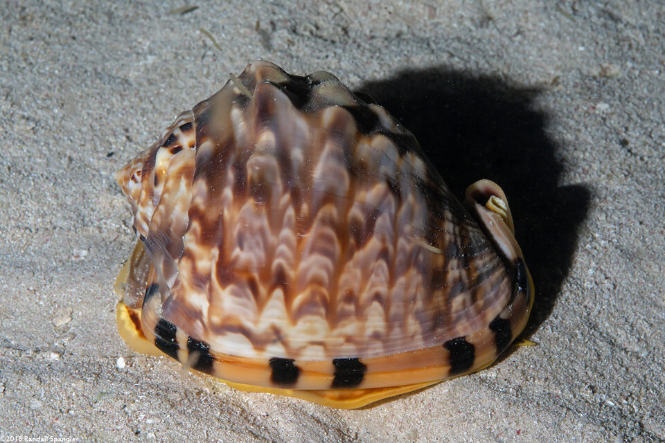 Cassis tuberosa (King Helmet)