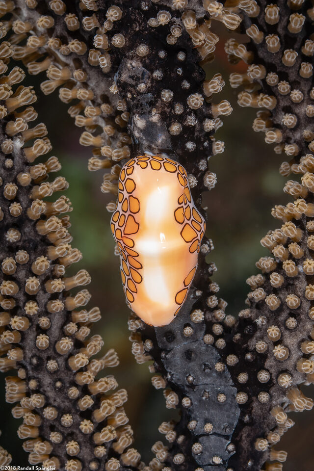 Cyphoma gibbosum (Flamingo Tongue)