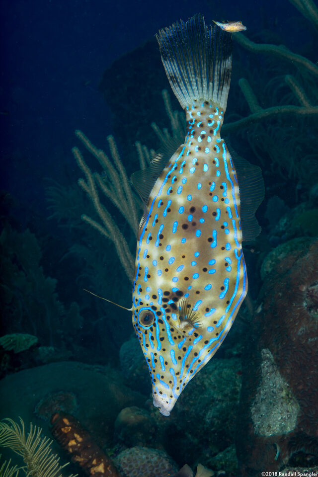 Aluterus scriptus (Scrawled Filefish)
