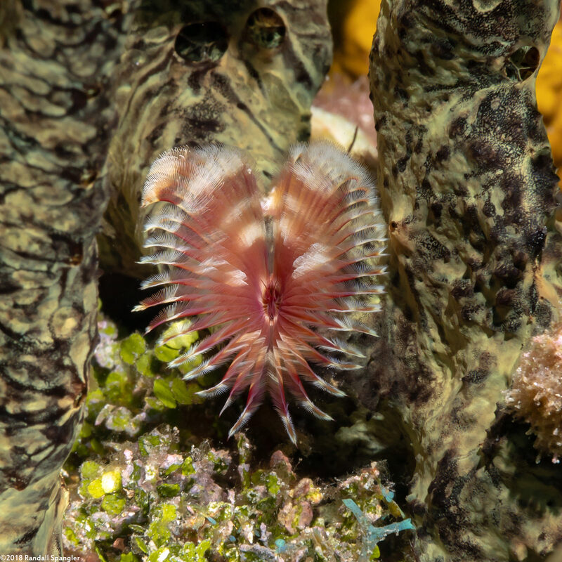 Anamobaea orstedii (Splitcrown Feather Duster)