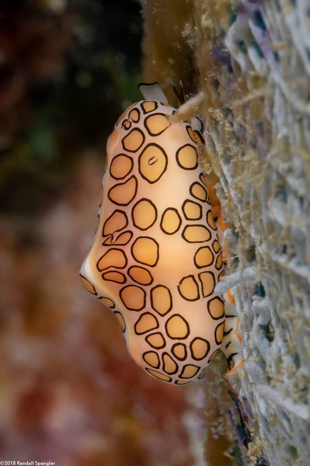Cyphoma gibbosum (Flamingo Tongue)