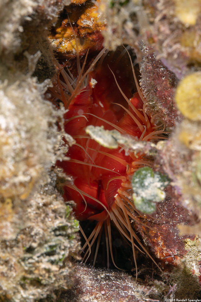 Ctenoides scaber (Rough Fileclam)
