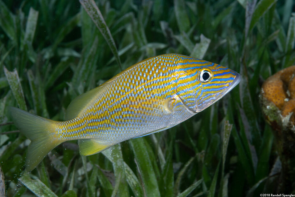 Haemulon plumierii (White Grunt)