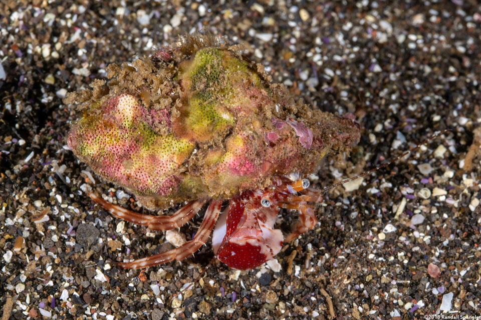 Phimochirus californiensis (Phimochirus Californiensis)