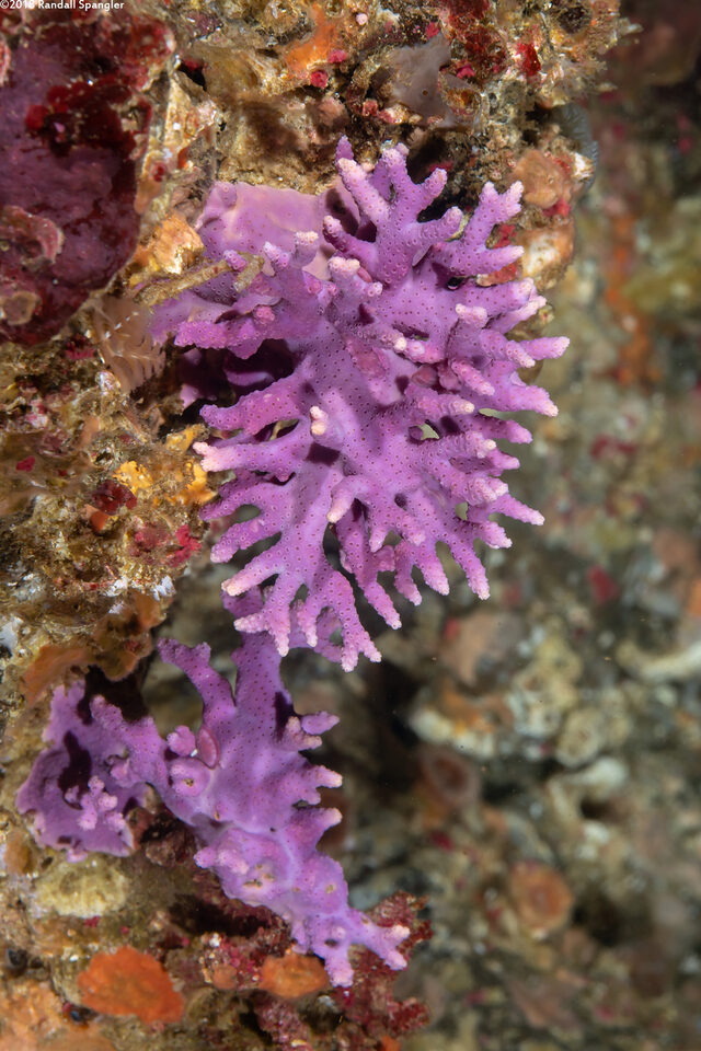 Stylaster californicus (California Hydrocoral)