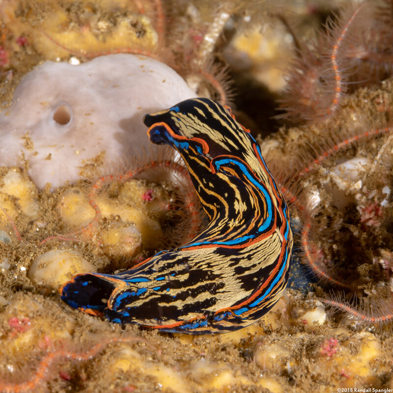 Navanax inermis (Navanax)