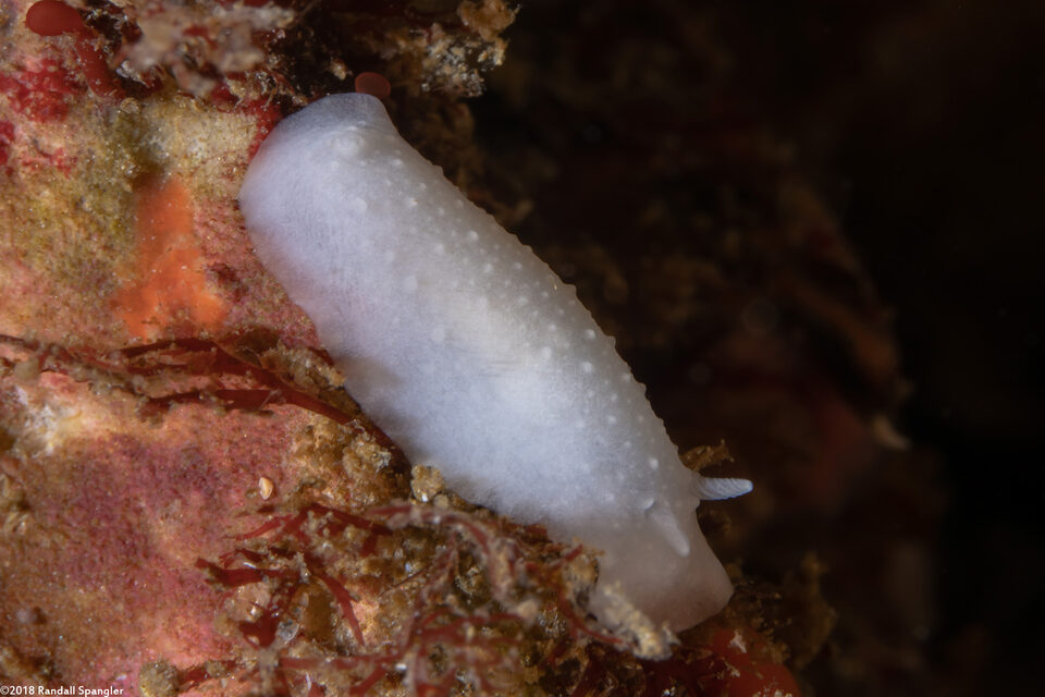Phyllidiopsis blanca (White Phyllidid)
