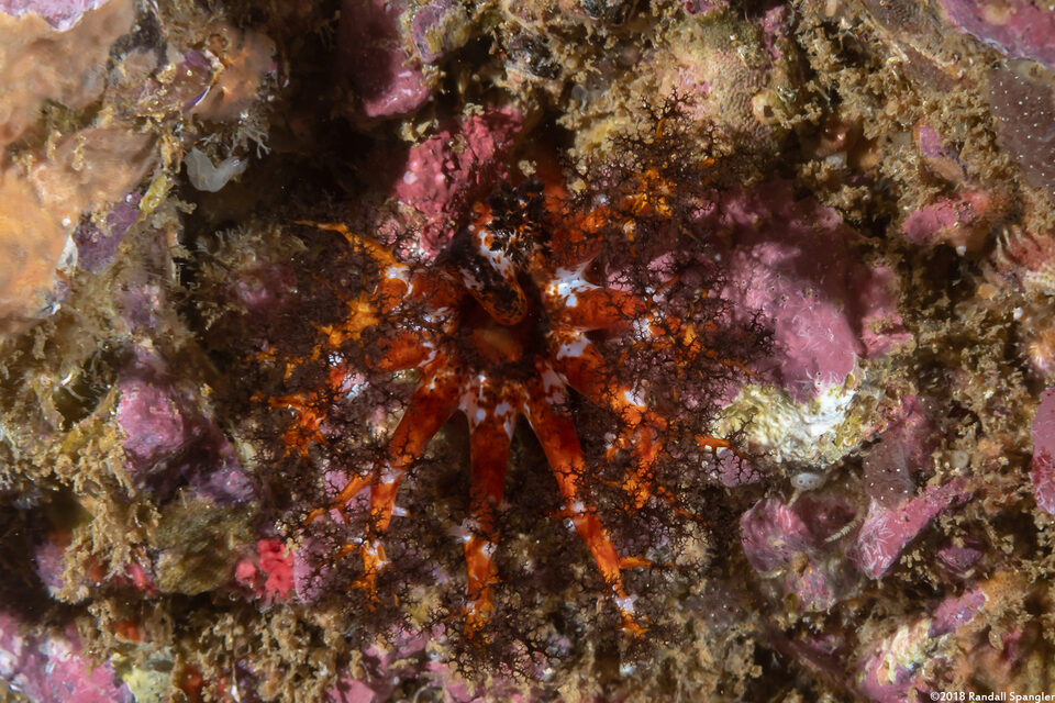Cucumaria salma (Black and Orange Sea Cucumber)