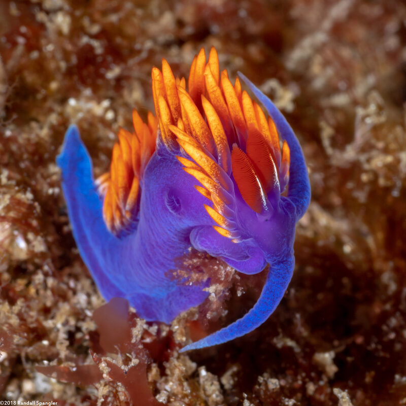 Flabellinopsis iodinea (Spanish Shawl)